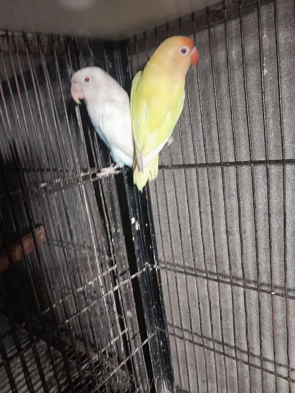 love bird 1