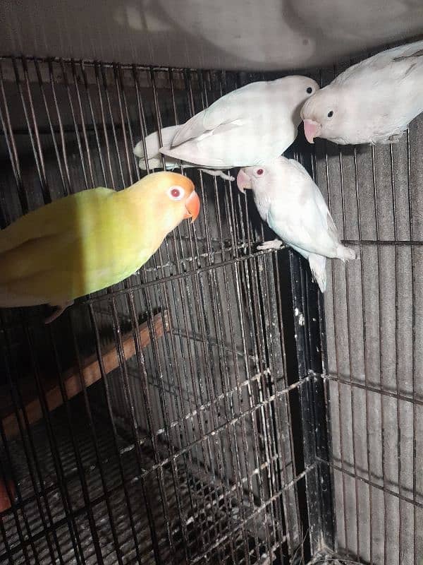 love bird 2