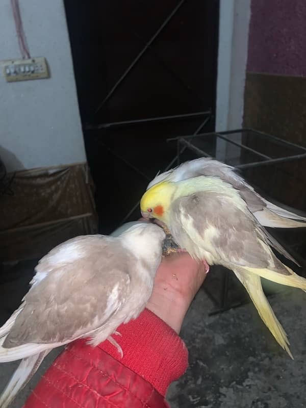 hand tame cocktail / fellow split / fellow red eyes / love birds 0