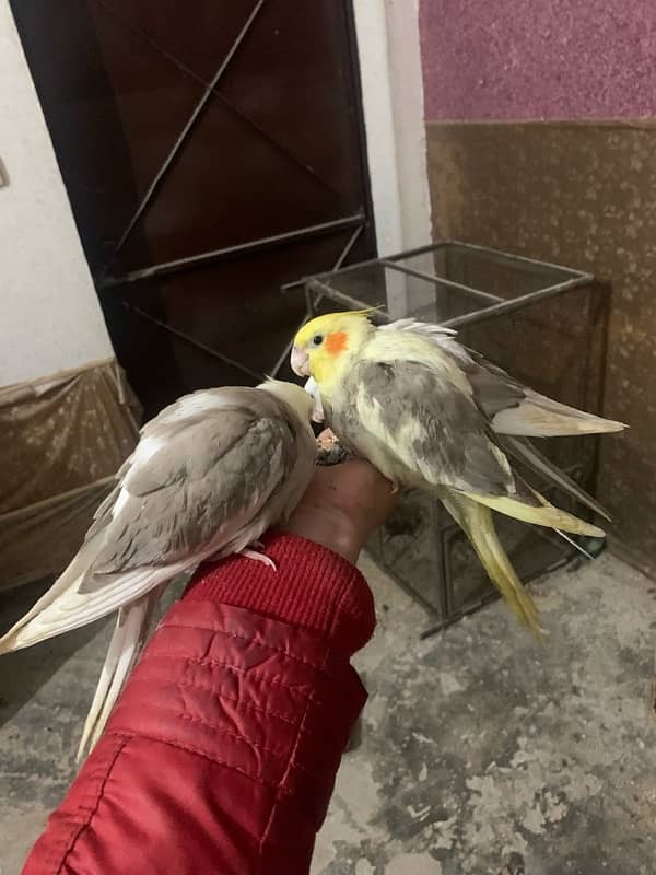 hand tame cocktail / fellow split / fellow red eyes / love birds 1