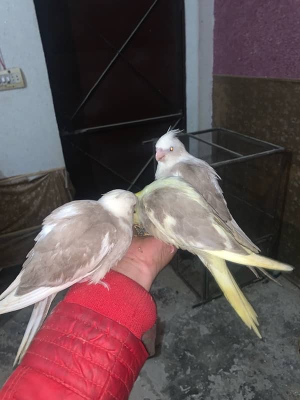 hand tame cocktail / fellow split / fellow red eyes / love birds 2