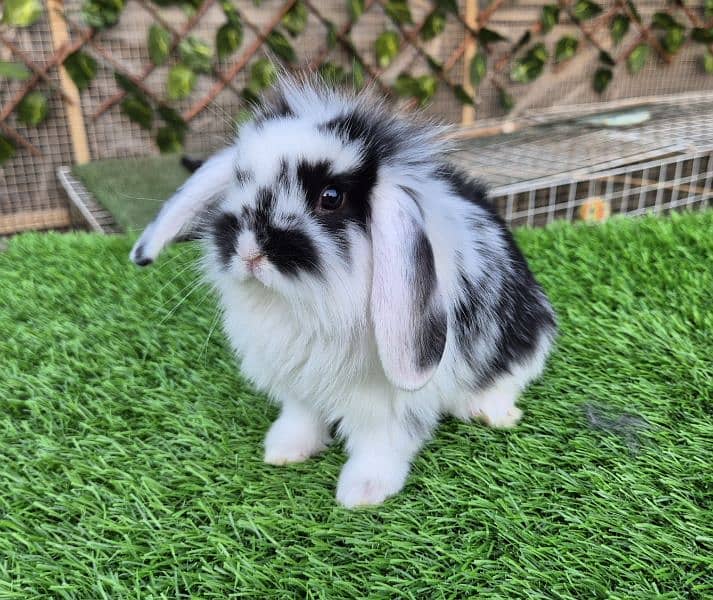 Holland lop bunnies rabbit 0