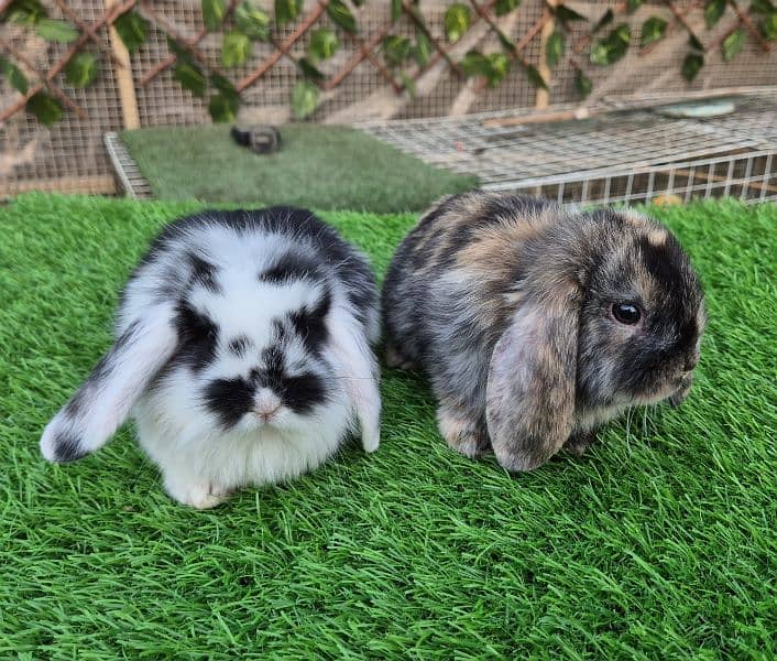 Holland lop bunnies rabbit 1