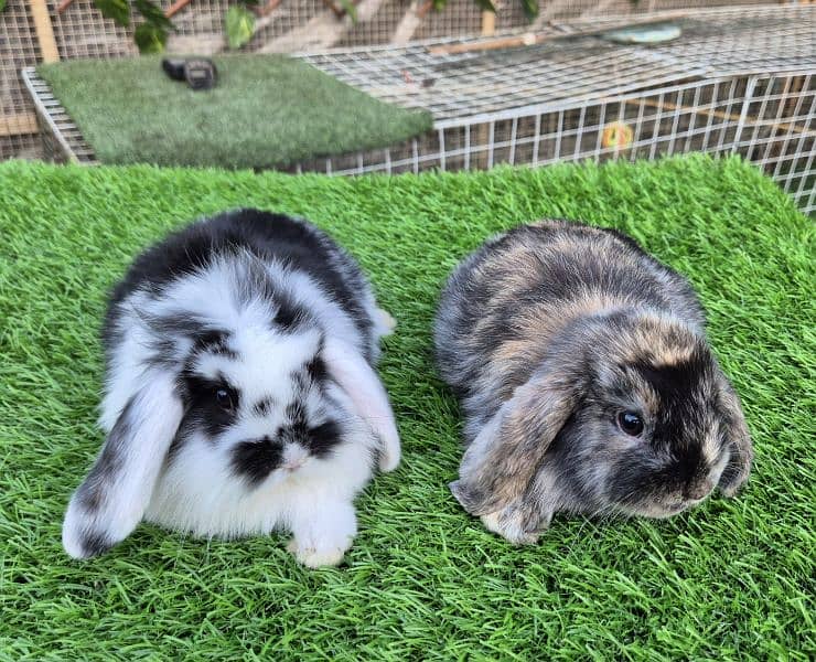 Holland lop bunnies rabbit 3