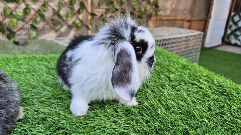 Holland lop bunnies rabbit 4