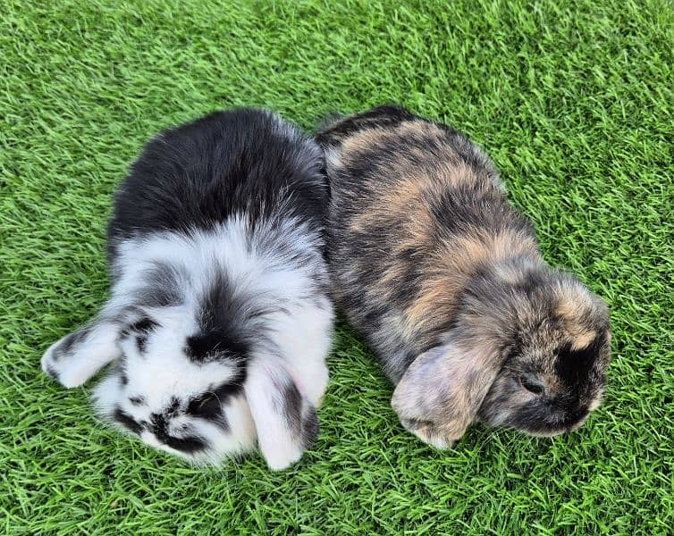 Holland lop bunnies rabbit 5