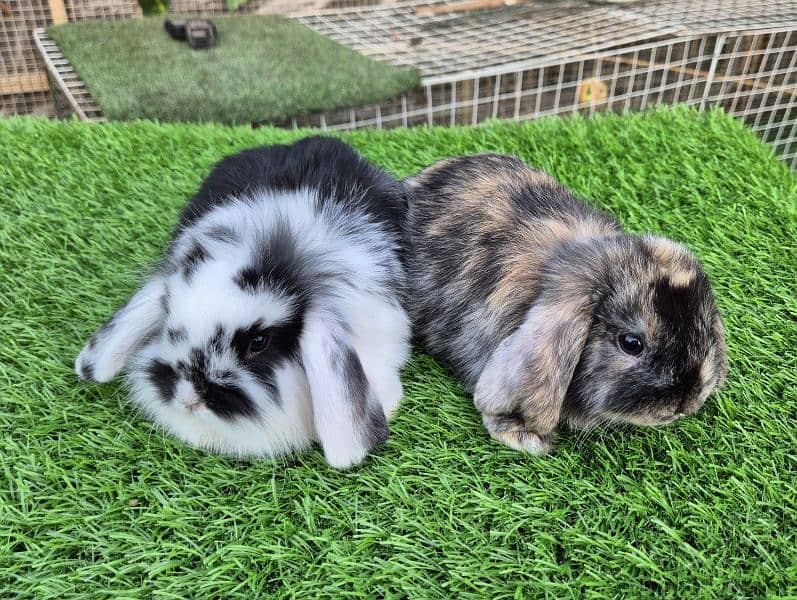 Holland lop bunnies rabbit 6