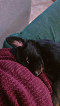 black german Shephard puppy