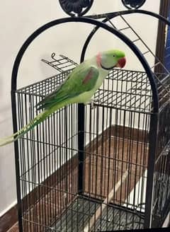 kashmiri raw parrot for sale 8 month age WhatsApp No 03267720525