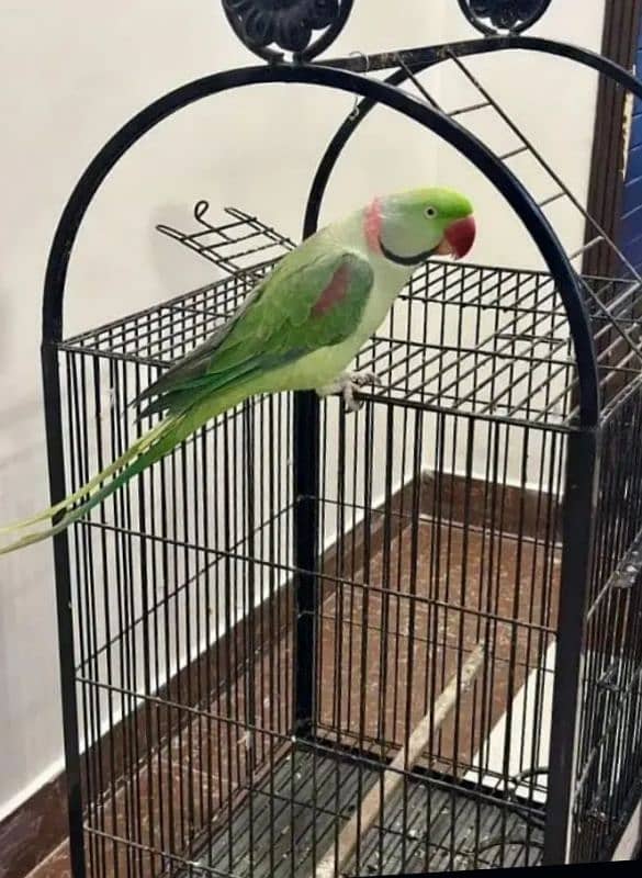 kashmiri raw parrot for sale 8 month age WhatsApp No 03267720525 0