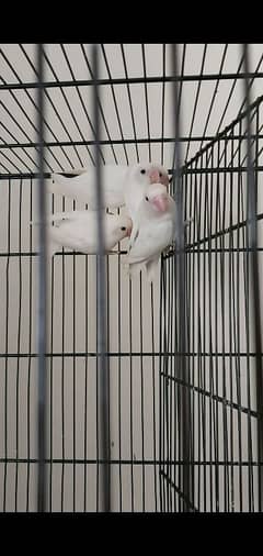 3 Albino breeder pair & fisher x voilet df. . . . 8000 ma 4 pairs