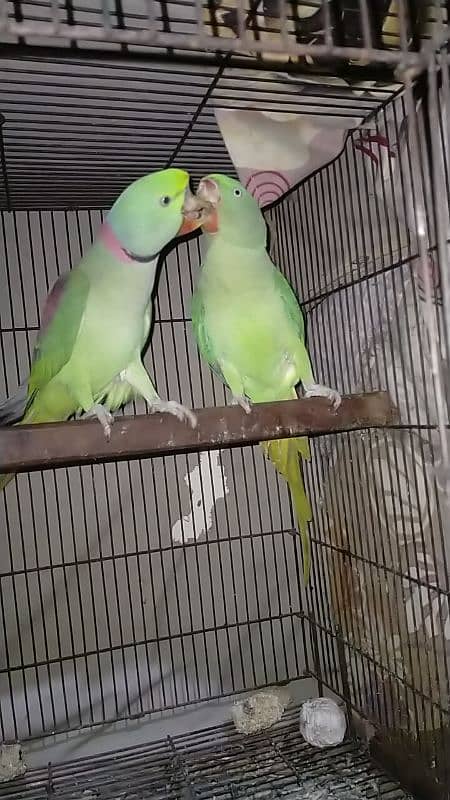 Raw breeder pair for sale in Lahore 1