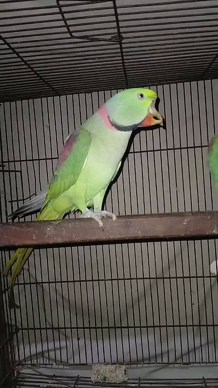 Raw breeder pair for sale in Lahore 2