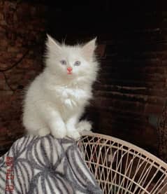 white male blue eyes  kitten