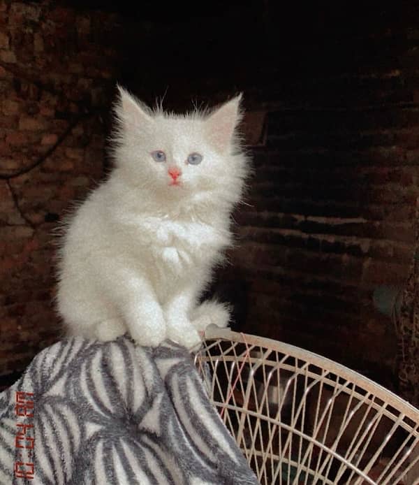 white male blue eyes  kitten 0