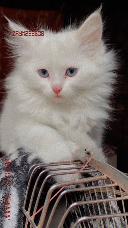 white male blue eyes  kitten 1