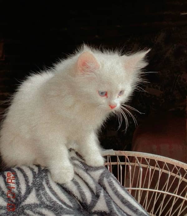 white male blue eyes  kitten 2