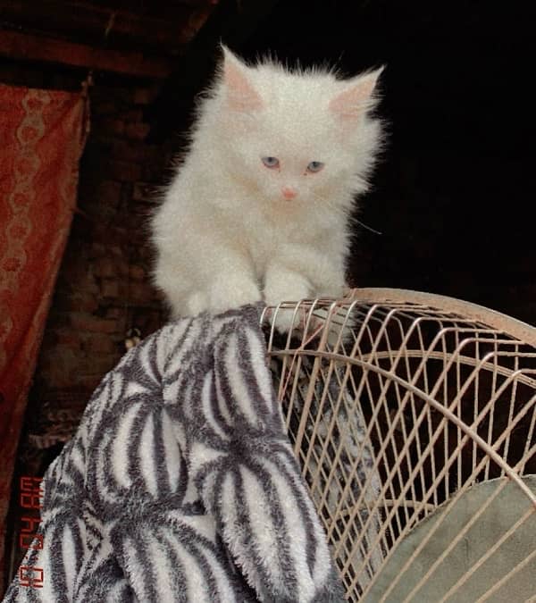 white male blue eyes  kitten 3