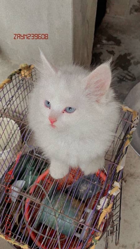 white male blue eyes  kitten 8