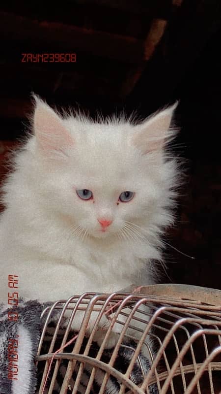 white male blue eyes  kitten 9