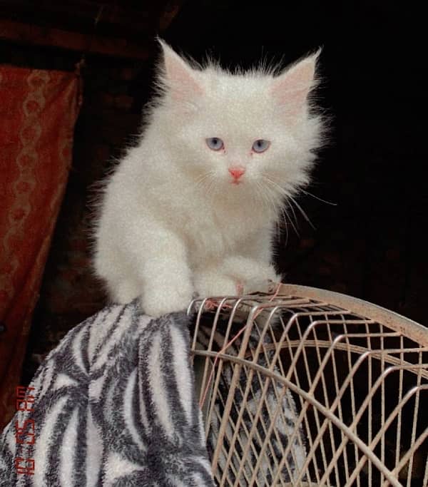 white male blue eyes  kitten 10