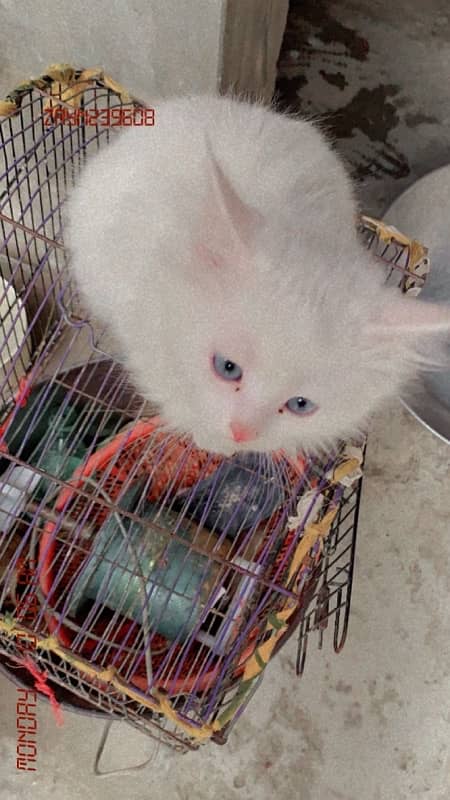 white male blue eyes  kitten 11