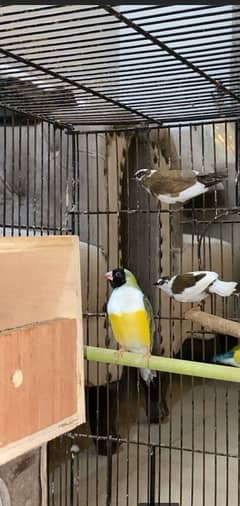 gouldian finch and society finch