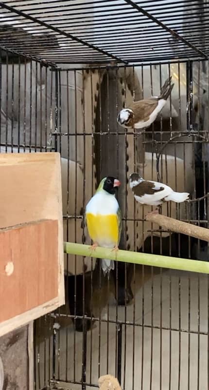 gouldian finch and society finch 1