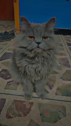 Persian cat