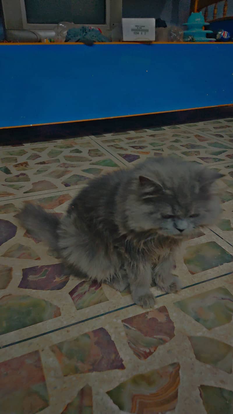 Persian cat 1