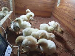 Heera Paper White and Phoenix Long Tail Chicks