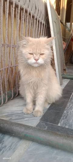 Persian female cat