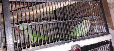 Kashmiri Parrot Breader pair