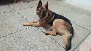 Healthy & Active Male German Shepherd