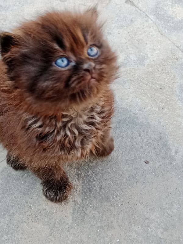 different shades and one black with blue eyes 3