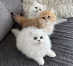 Persian cat for sale