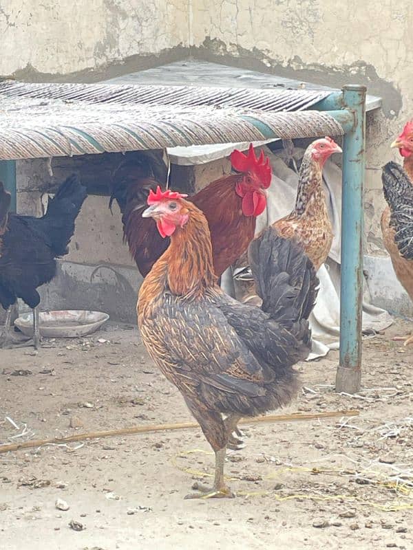 Golden Misri aseel and Desi hens For sell 0