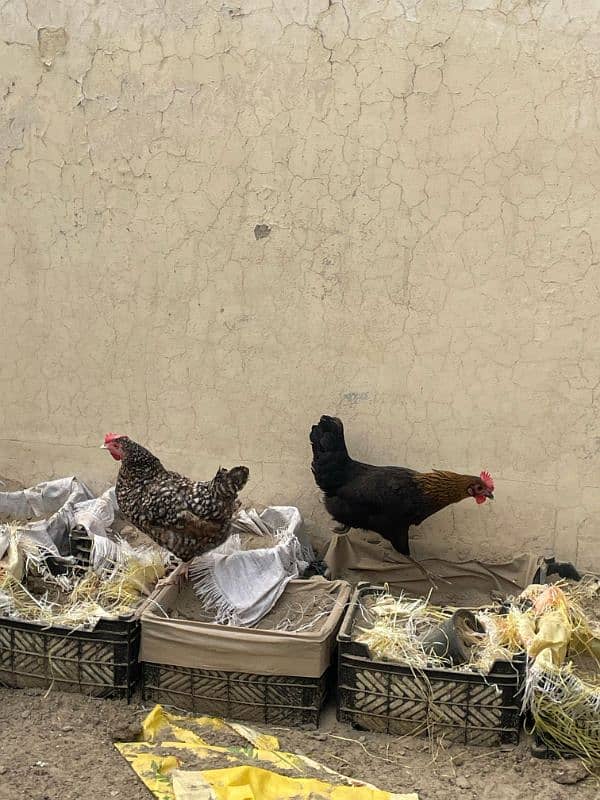 Golden Misri aseel and Desi hens For sell 1