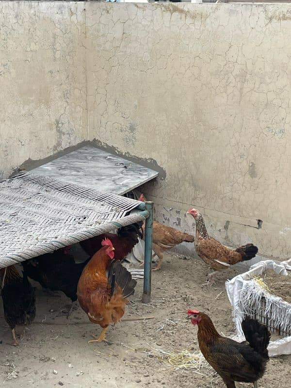 Golden Misri aseel and Desi hens For sell 2