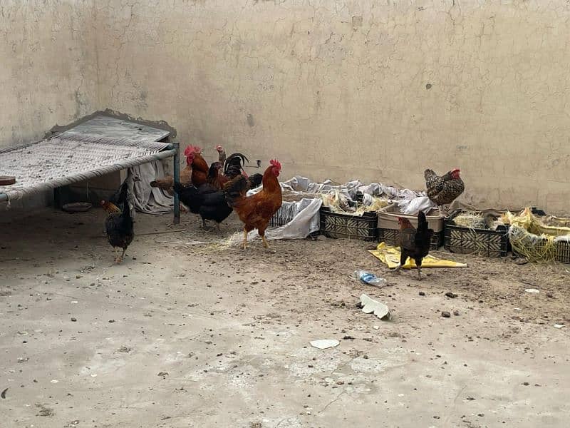 Golden Misri aseel and Desi hens For sell 3