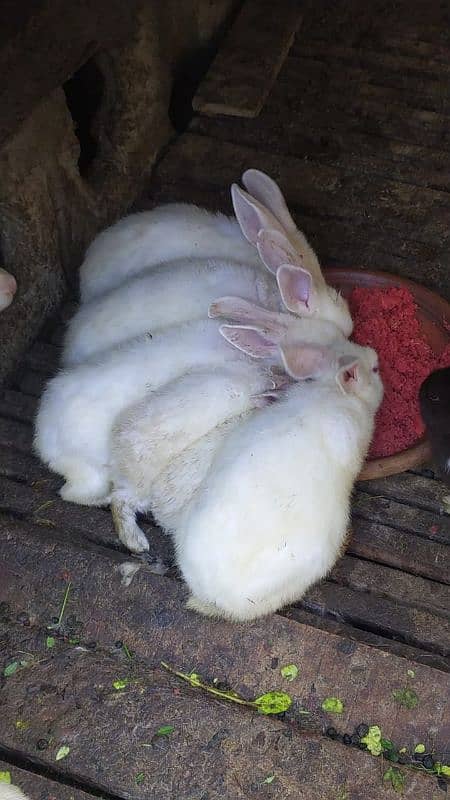 Full White Breader with Red Eyes Rabbits 0
