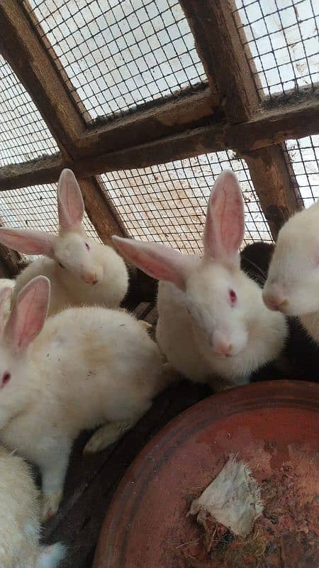 Full White Breader with Red Eyes Rabbits 3
