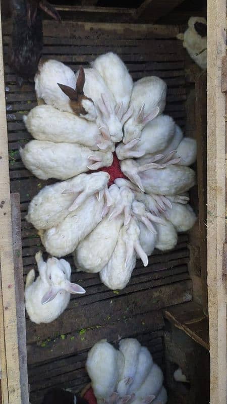 Full White Breader with Red Eyes Rabbits 4