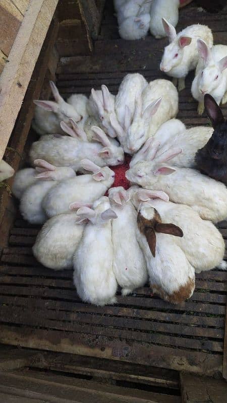 Full White Breader with Red Eyes Rabbits 5