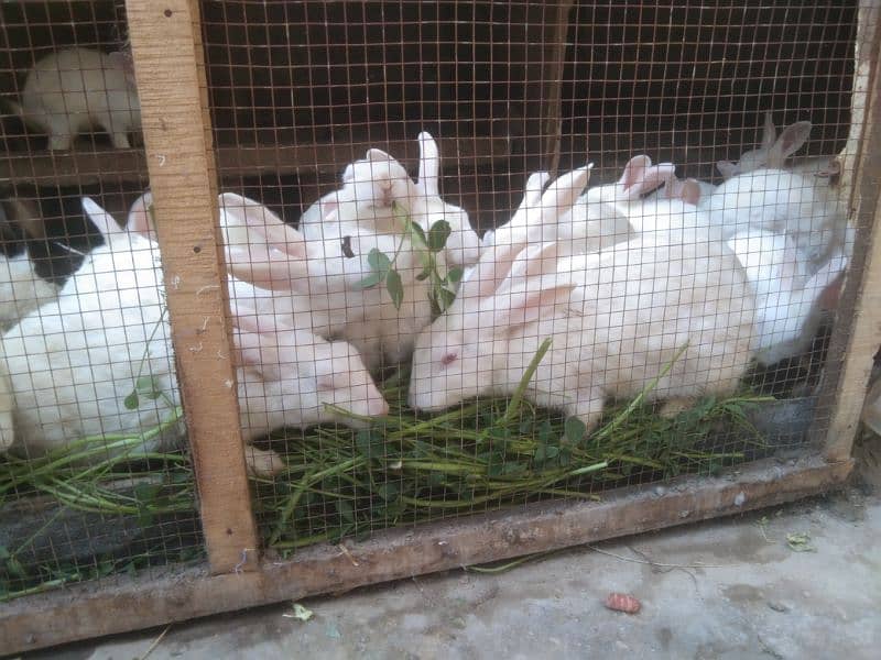 Full White Breader with Red Eyes Rabbits 7