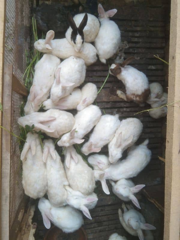 Full White Breader with Red Eyes Rabbits 8