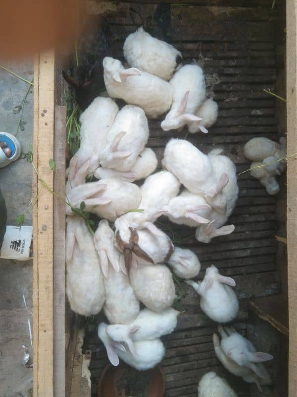 Full White Breader with Red Eyes Rabbits 9