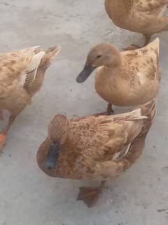 khakhi cambel ducks egg available