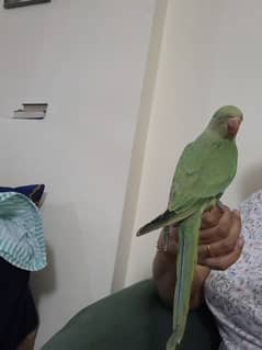 Parrot Pair for sale