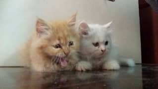 Persian cat for sale